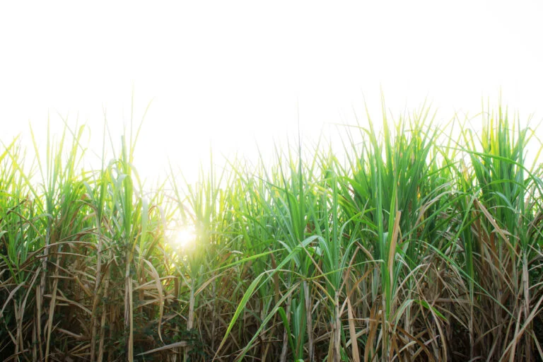 una imagen sobre la caña de azúcar con luz solar